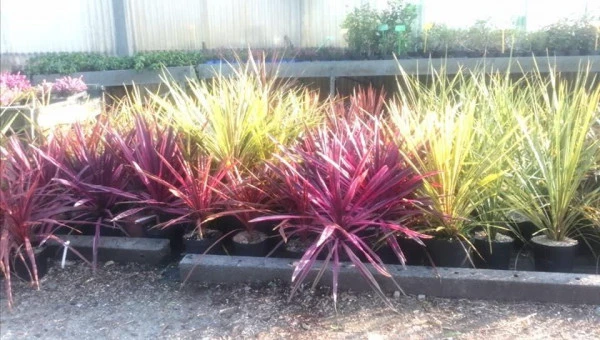 Plantes Morbihan