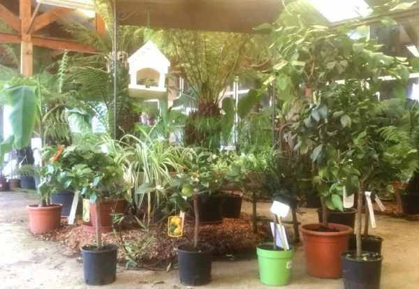 Plantes Finistère